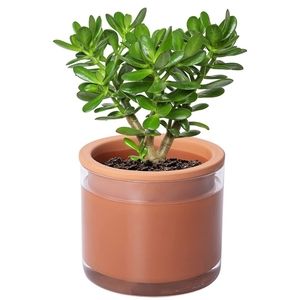 Phoenix Vine Self Watering Plants Pot
